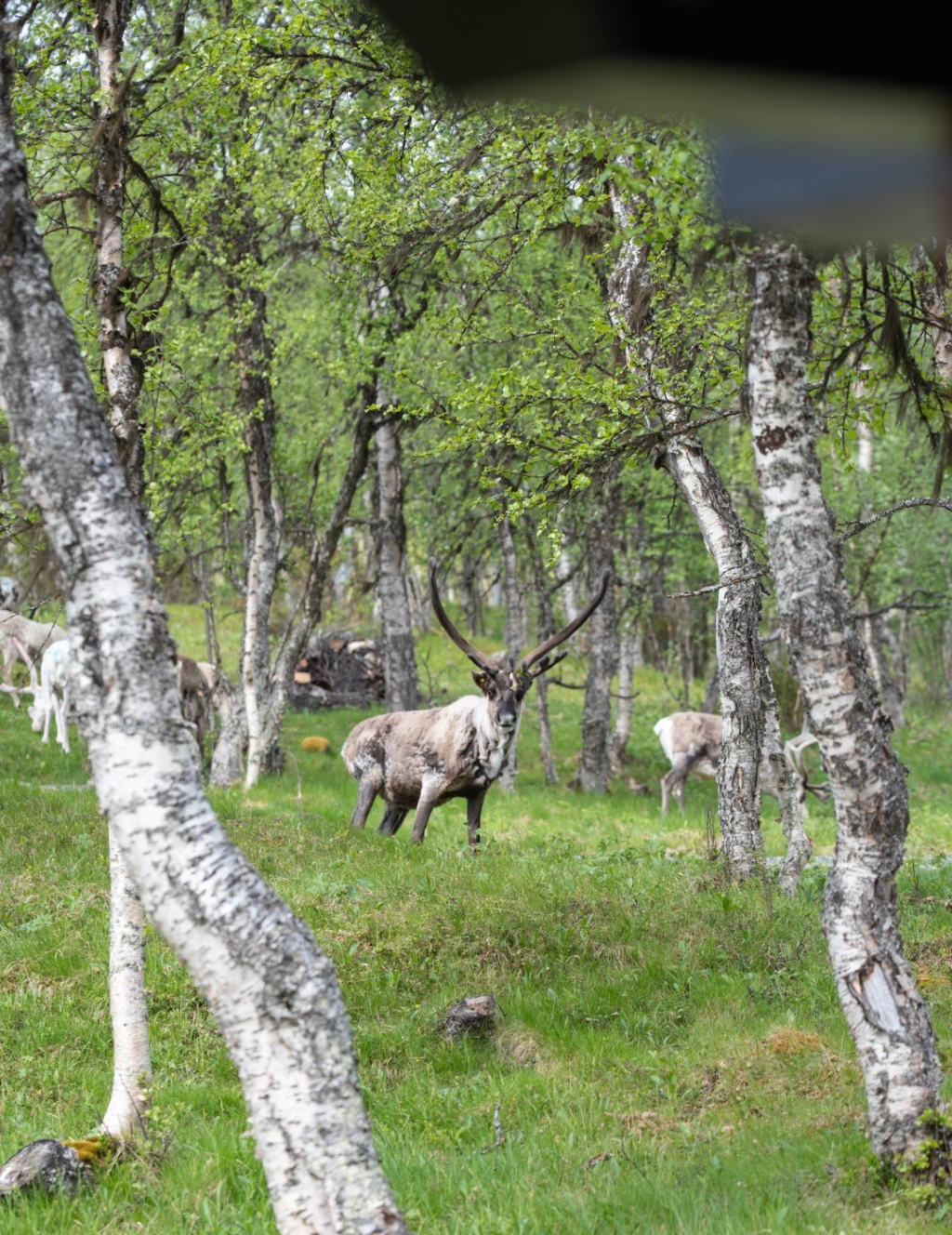 Gedigen fjällkaraktär i attraktiva Ramundberget