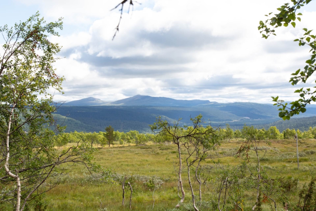 Charmig stuga på rymlig fjälltomt om hela 4600 kvm