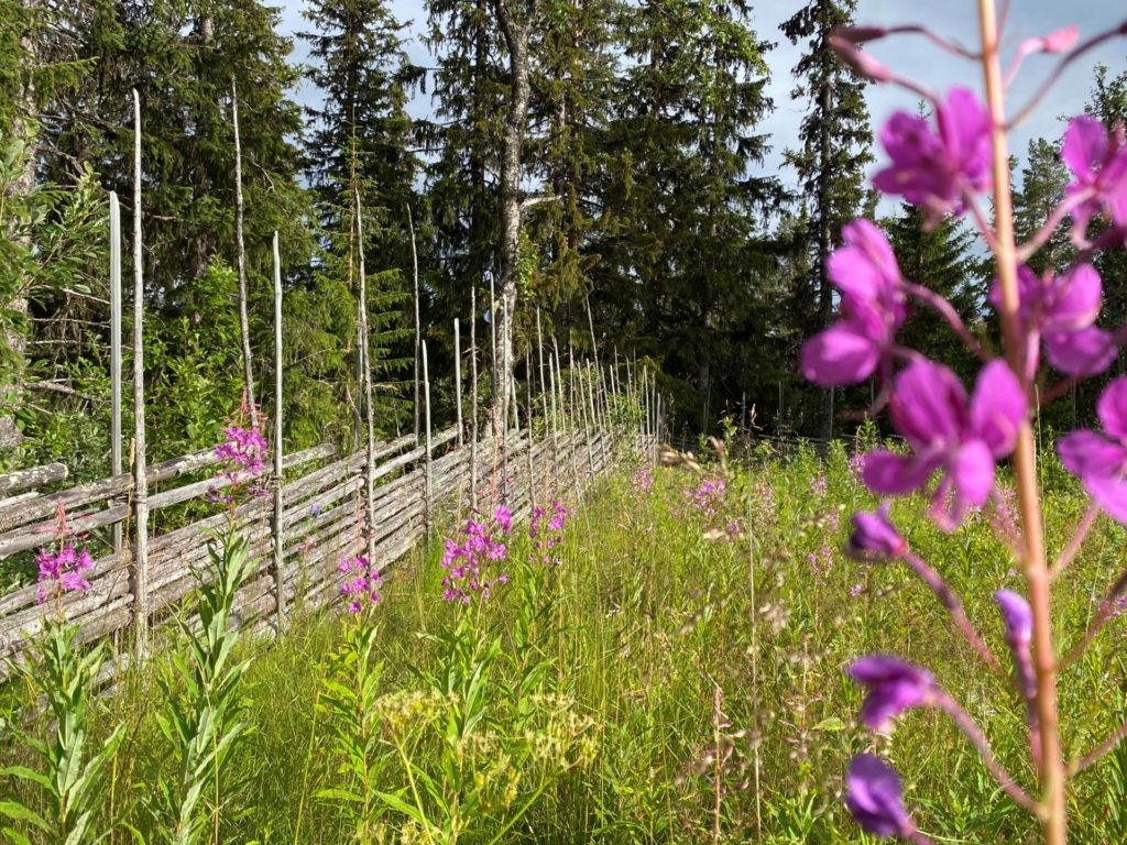 Fjällidyll med spår och leder runt knuten – rymligt boende i attraktiva Hållan